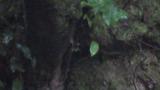 Blue-and-white Flycatcher's nest.  Female probably fed nestlings and warmed them.  Male transferred food to female at nest.