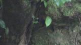 Blue-and-white Flycatcher's nest.  Female warming young nestlings.