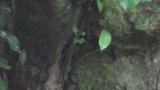 Female Blue-and-white Flycatcher warming young nestlings