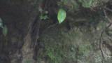 Female Blue-and-white Flycatcher left nest after warming young nestlings