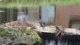 Brown Dipper, preening