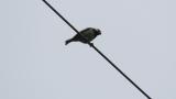 Coal Tit carrying food