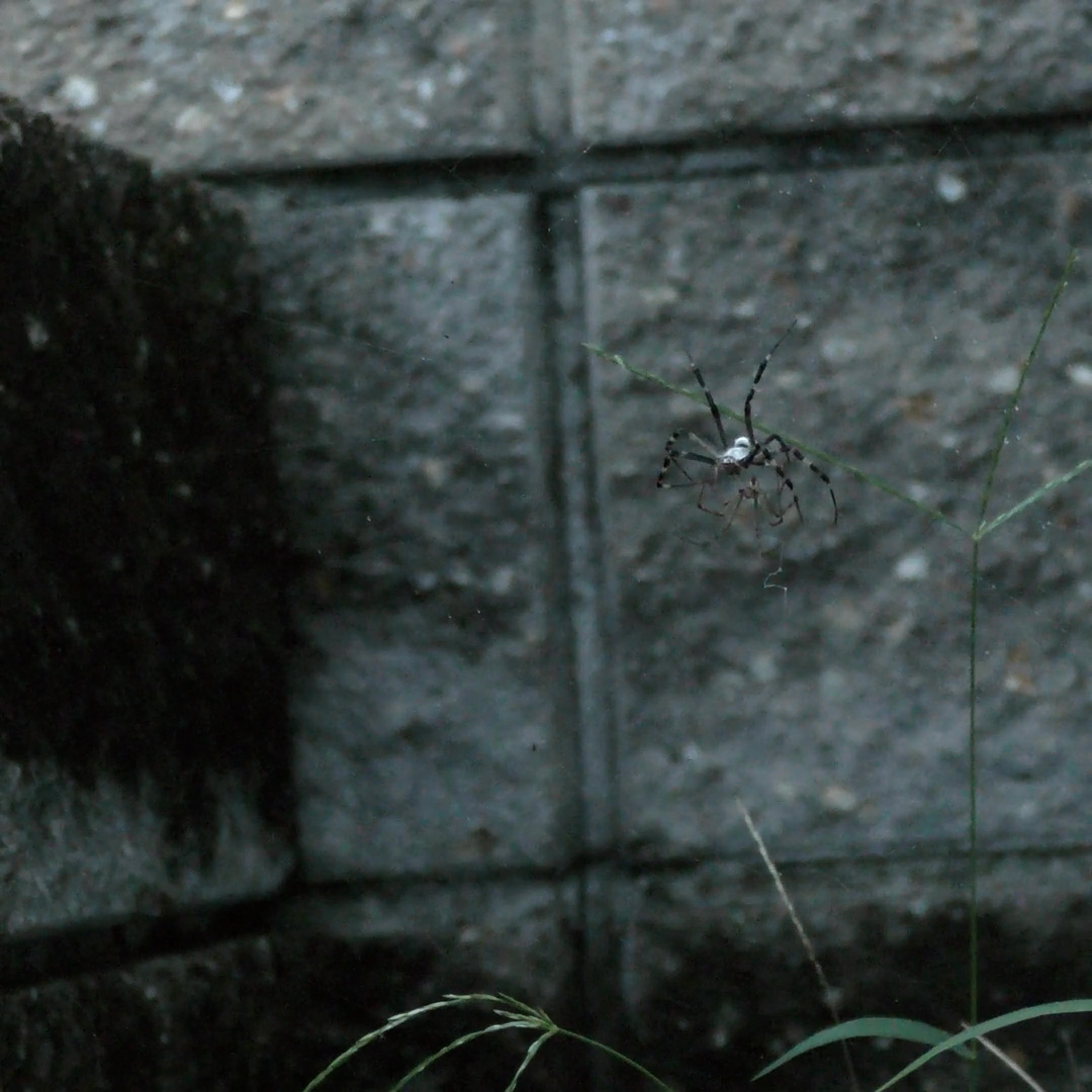 ナガコガネグモの交接