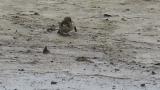 Buff-bellied Pipit preening after bathing