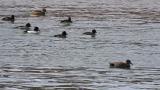Common Goldeneyes (mainly)