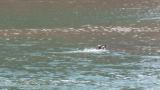 Common Goldeneye running on water