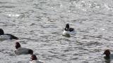 Common Goldeneye (mainly)