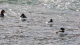 Common Goldeneyes (mainly)