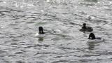 Common Goldeneyes (mainly)