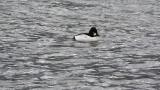 Common Goldeneyes (mainly)