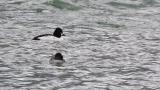 Common Goldeneyes (mainly)