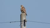 Eastern Buzzard perched on a pole