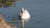 Foraging Mute Swan