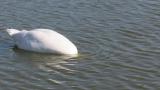 Foraging Mute Swan