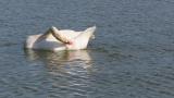 Mute Swan, preening