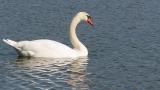 Mute Swan, preening