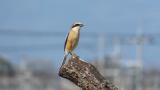 Perched Bull-headed Shrike (subsong?)