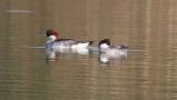 Female smews