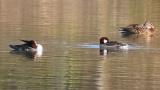 Female Smews on the water, preening