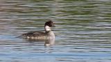 Female Smew and Mallard