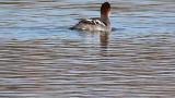 Female smews