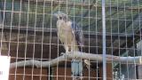 Crested Honey Buzzard in Himeji City Zoo, calling after feeding and defecation