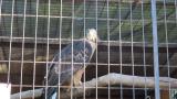 Crested Honey Buzzard in Himeji City Zoo, call and movement after feeding