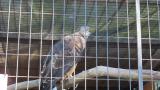 Crested Honey Buzzard in Himeji City Zoo, yawning and call opening the beak