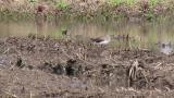 Foraging Green Sandpiper
