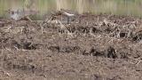 Foraging Green Sandpiper