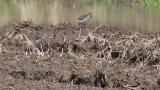 Foraging Green Sandpiper