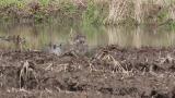 Foraging Green Sandpiper