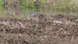 Foraging Green Sandpiper