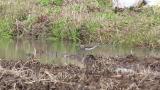 Foraging Green Sandpiper