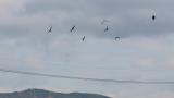 Northern Lapwings in flight