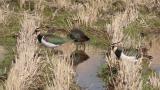 Foraging Northern Lapwings
