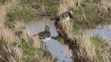 Foraging Northern Lapwings