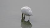 Foraging Eurasian Spoonbill