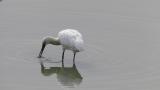 Foraging Eurasian Spoonbill