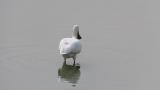 Short flight and foraging of Eurasian Spoonbill