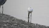 Foraging Eurasian Spoonbill