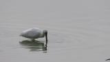 Foraging Eurasian Spoonbill, also short flight