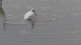 Eurasian Spoonbill, bathing and short flight