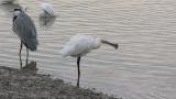 Eurasian Spoonbill, preening after bathing and wing flapping