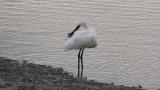 Eurasian Spoonbill, preening after bathing and wing flapping