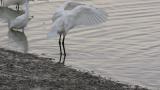 Eurasian Spoonbill, preening after bathing and wing flapping