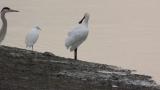 Eurasian Spoonbill, preening after bathing and wing flapping