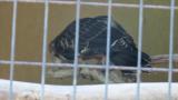 Crested Honey Buzzard in Himeji City Zoo, digging sand