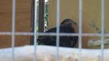Crested Honey Buzzard in Himeji City Zoo, digging sand