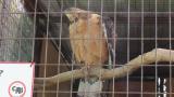 Crested Honey Buzzard in Himeji City Zoo, preening after bathing